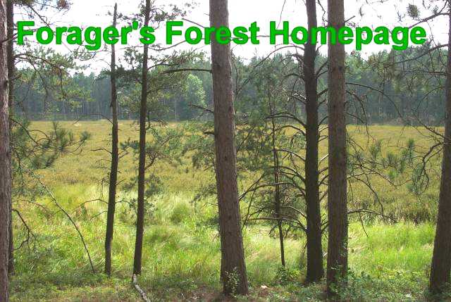 Forager's Forest Homepage